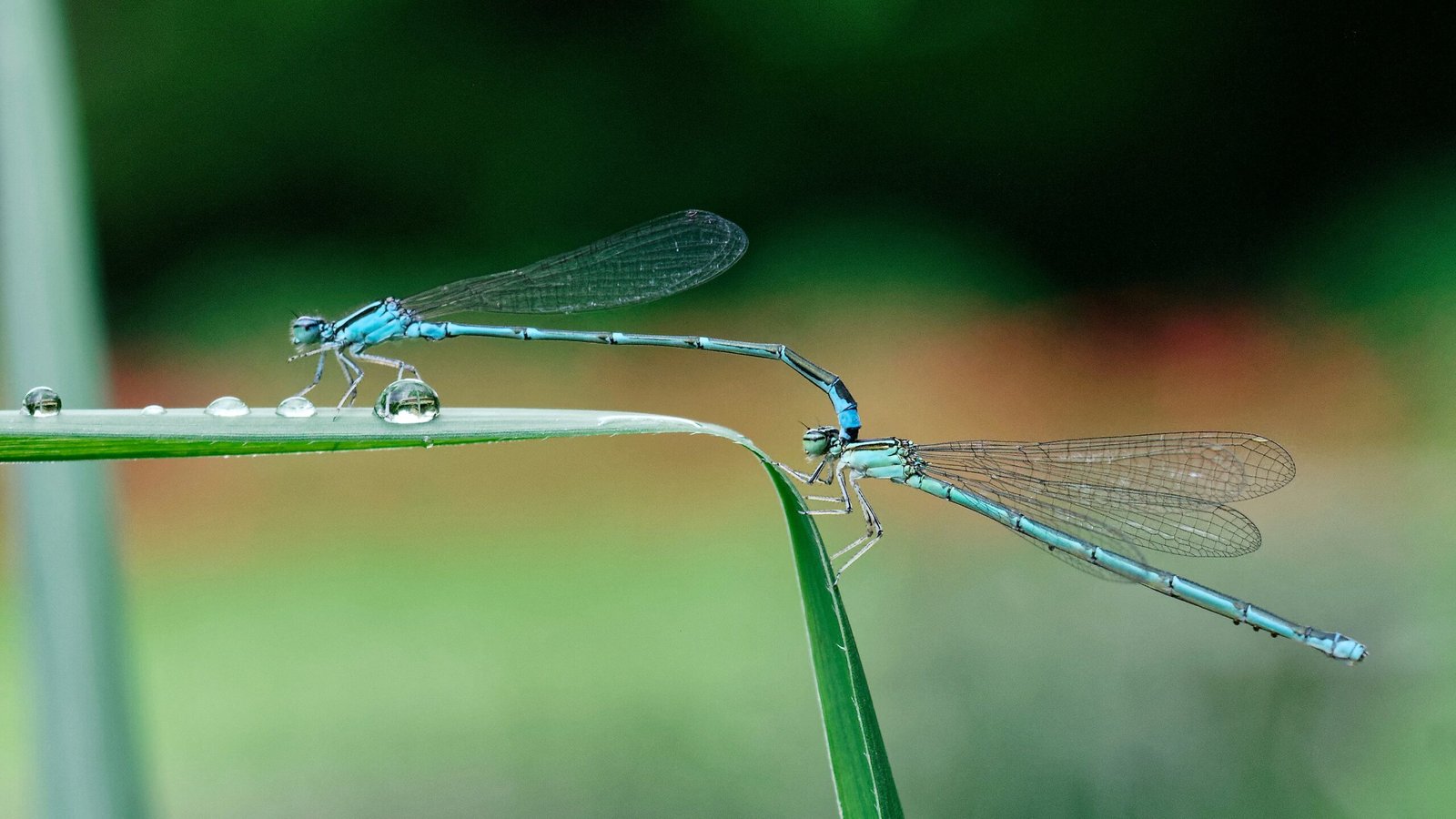 Mating Press