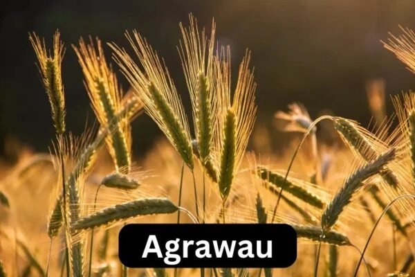 Agrawau