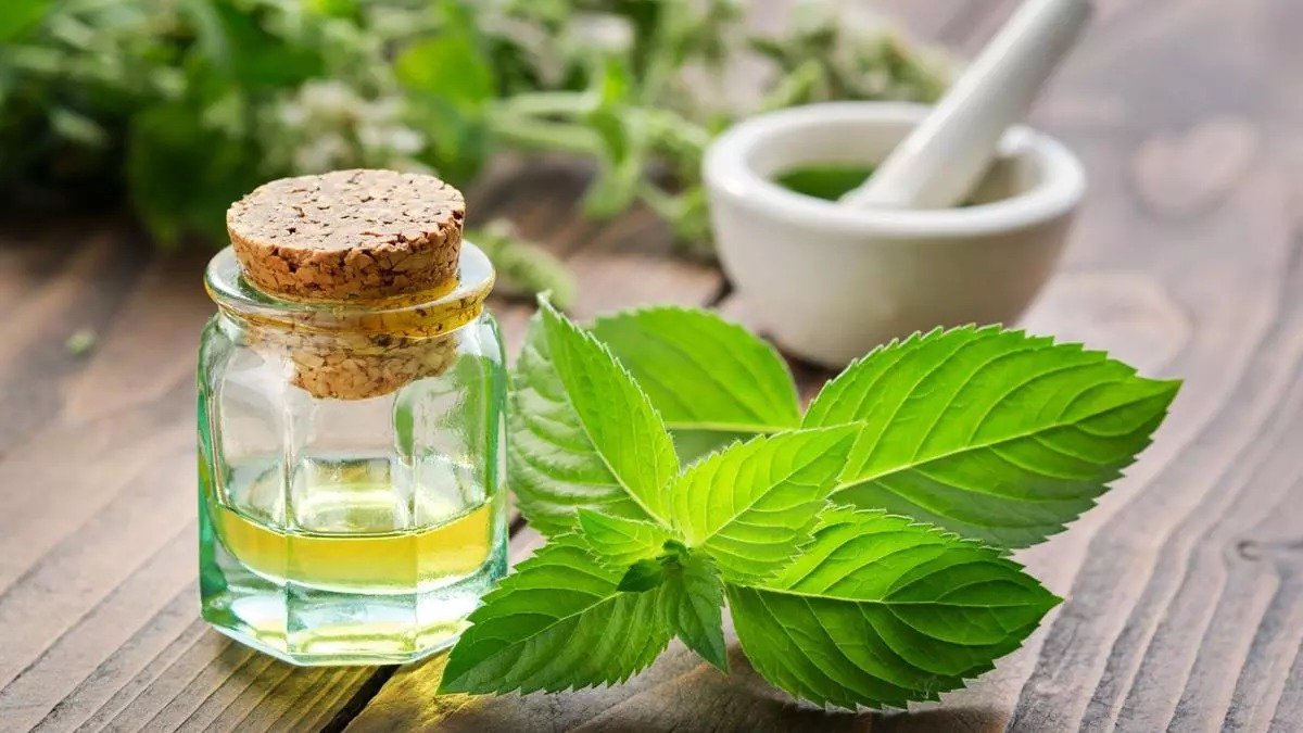 Mentha Oil Rate